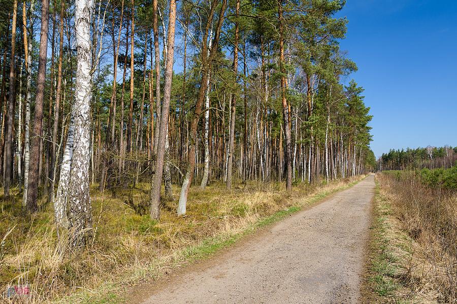Na leśnej drodze z Poraja do Częstochowy - odcinek na wysokości miejscowości Korwinów