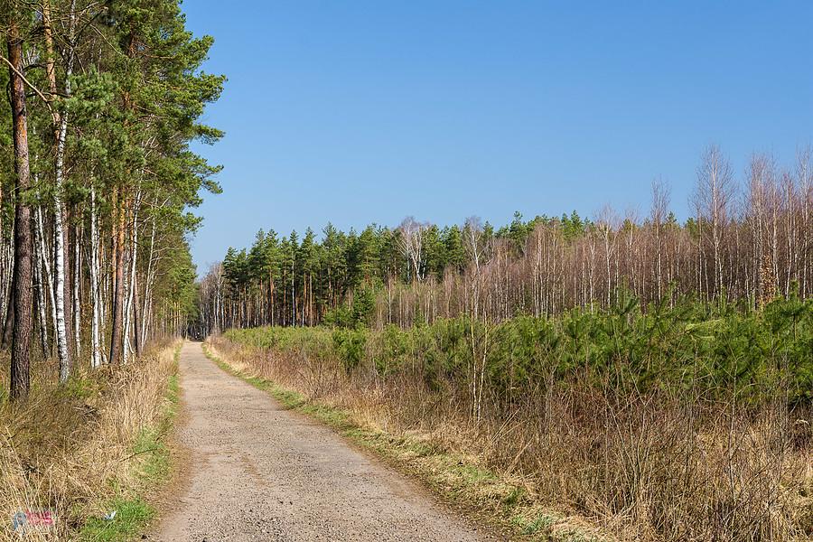 Korwinów - ujęcie w kierunku Częstochowy - droga pożarowa nr 5