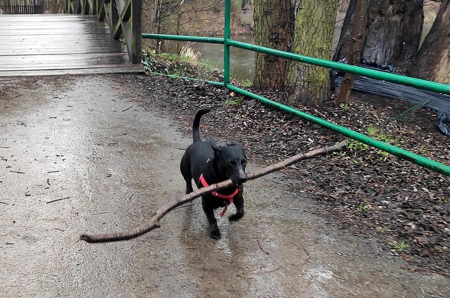 Leje czy nie, kijek obowiąxkowy