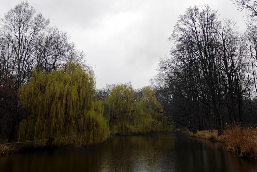 Deszczowa Dębina, Poznań