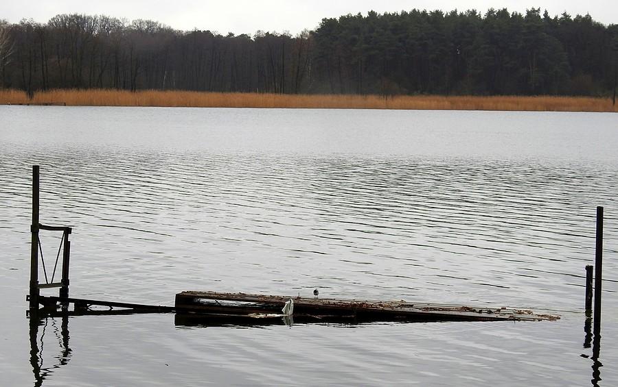 Pochmurne Jezioro Lusowskie. Pliszka w samym środku