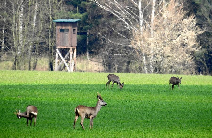 Stadko jeszcze bezpieczne. Niestety za niecały miesiąc na ambony wracają mendy :(