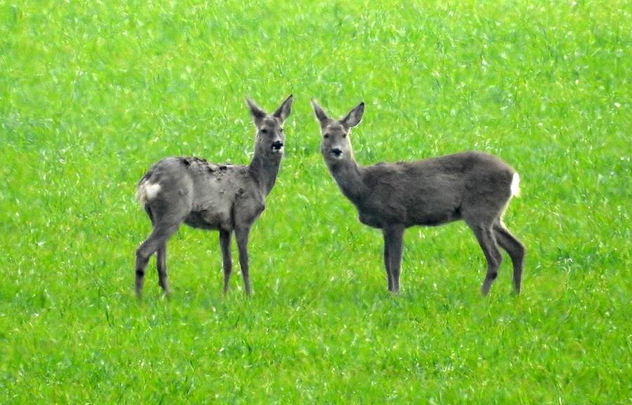 Zauważyły, że je zauważyłem :)