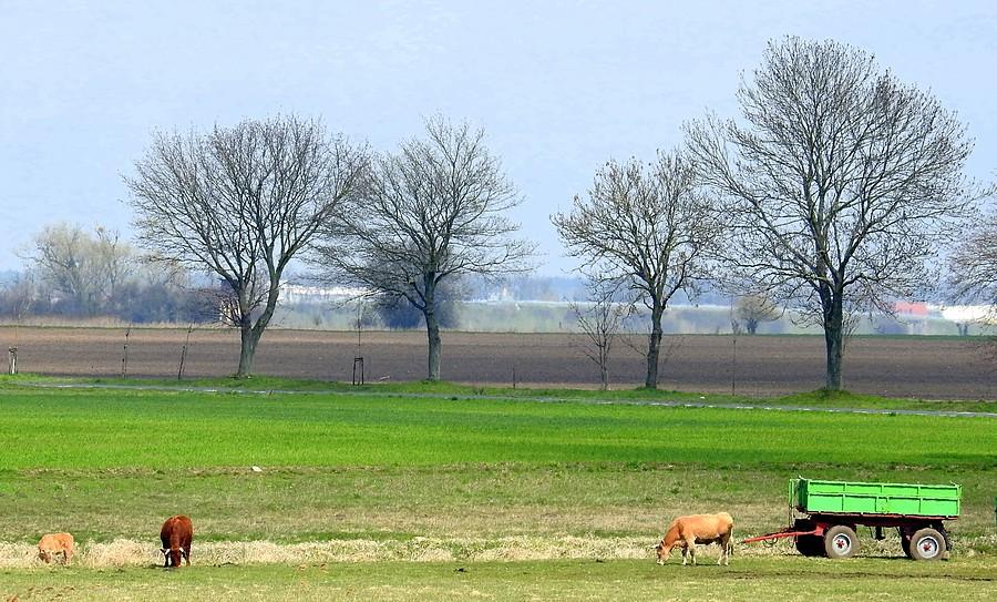 Sielsko i wiejsko, Trzcielin