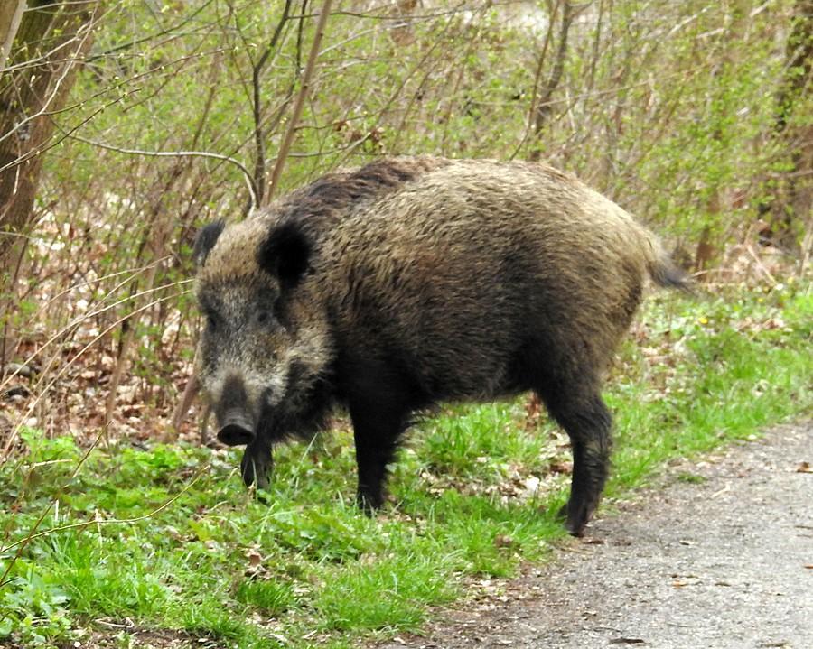 Sobota nie sobota, dzik po lesie ma prawo chodzić :)