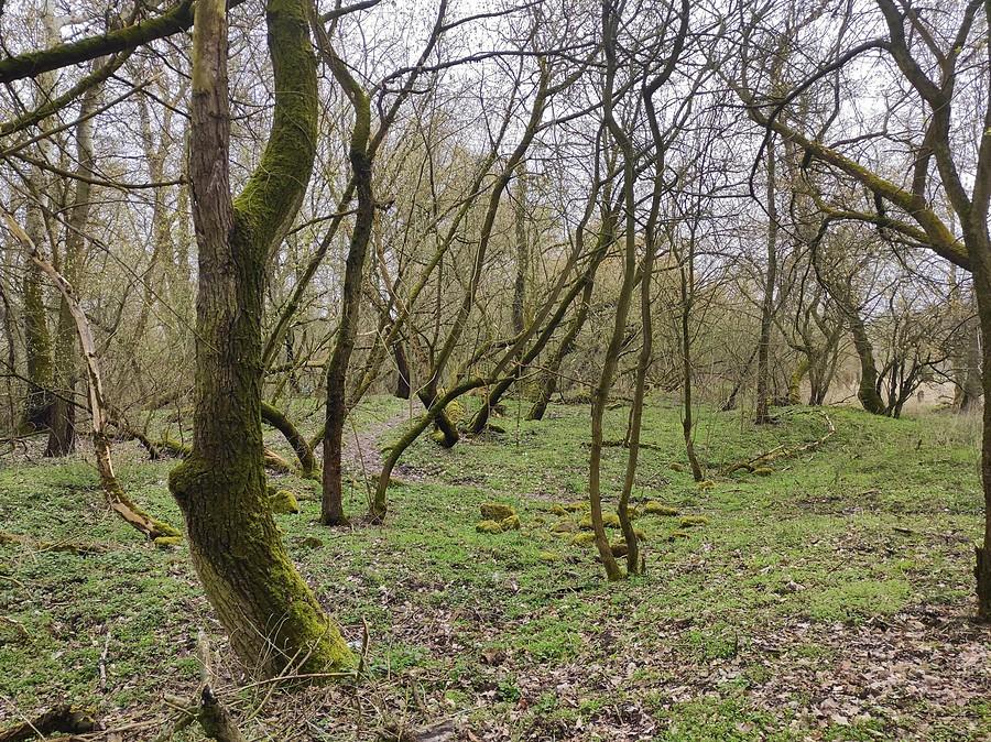 Klimatyczne tereny między Dębiną a Wartą, Poznań