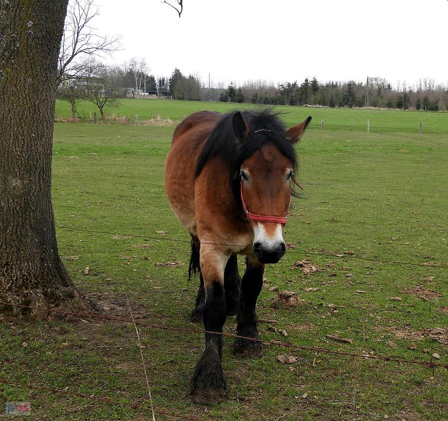 koń z Tatyni w drodze do Kuby.