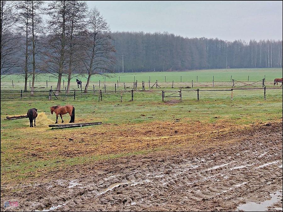 Konie na wypasie