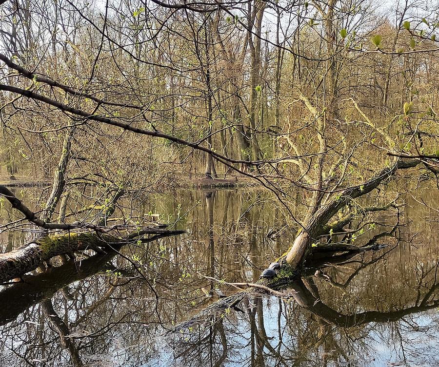 Na powalone drzewo wróciły żółwie, Dębina, Poznań
