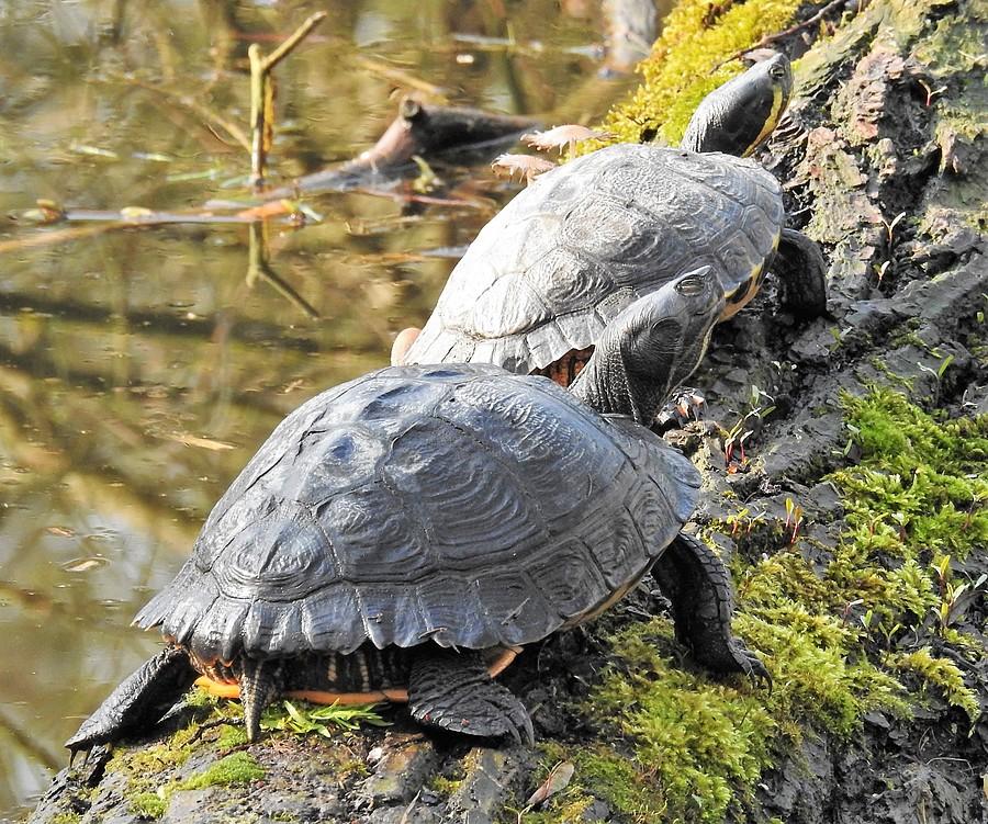 Żółwie wylegujące się gęsiego, Dębina, Poznań