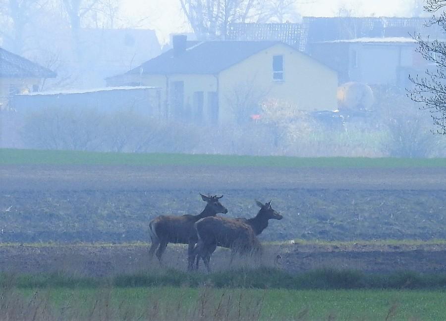 Jelenie na tle zabudowań