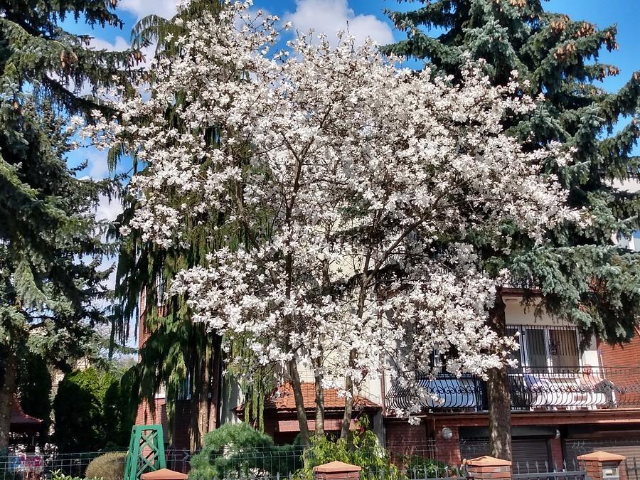 I piękna magnolia