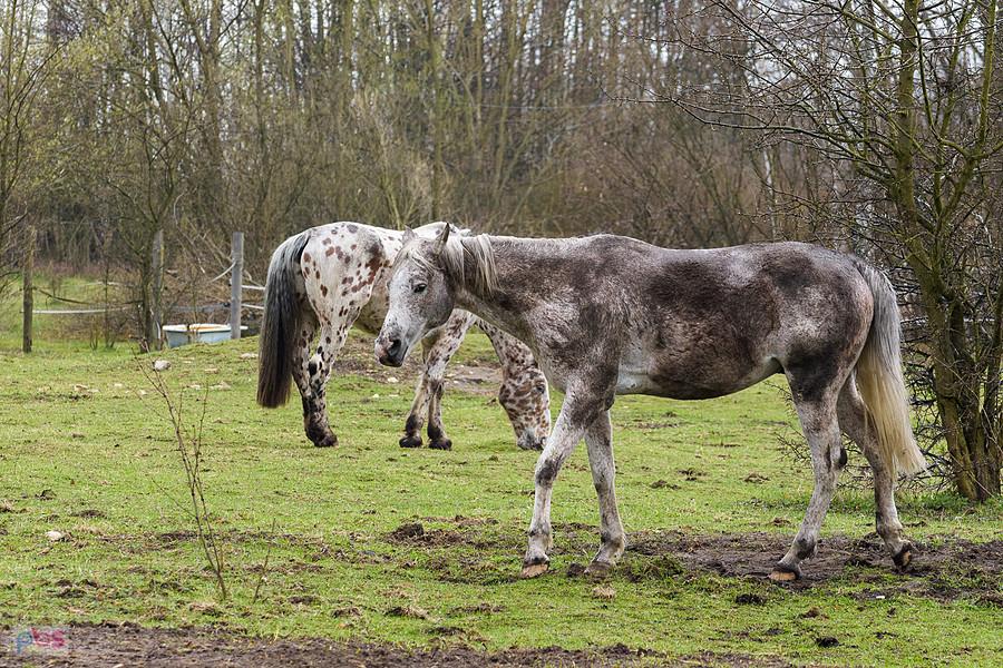 Teraz już jest czarny - Stadnina "Leśny konik" - Poraj