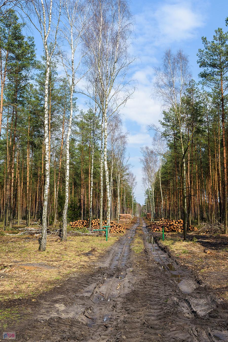 Las w pobliżu zbiornika wodnego w Poraju