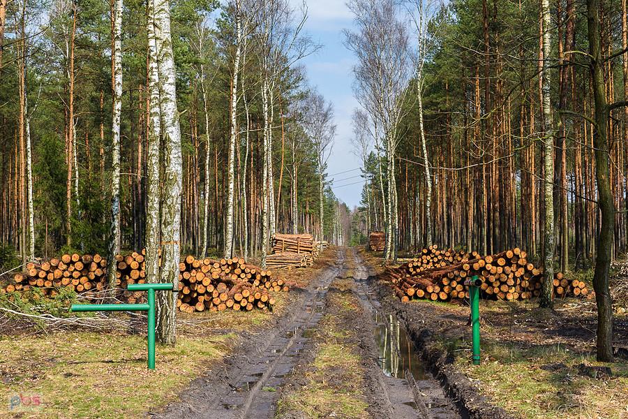 Las w pobliżu zbiornika wodnego w Poraju