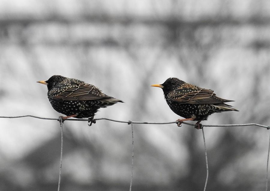 Szpaki druciaki
