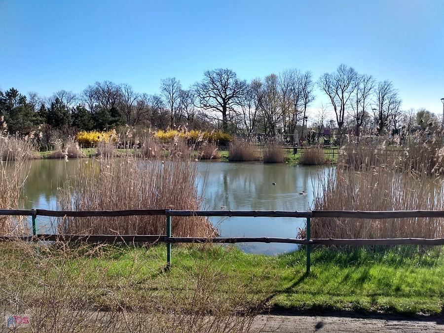 Staw w Borzęcinie