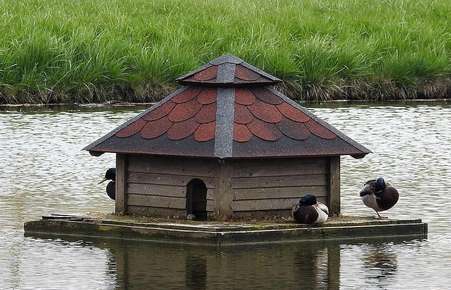 Domek dla kaczek, do tego zamieszkany, Więckowice