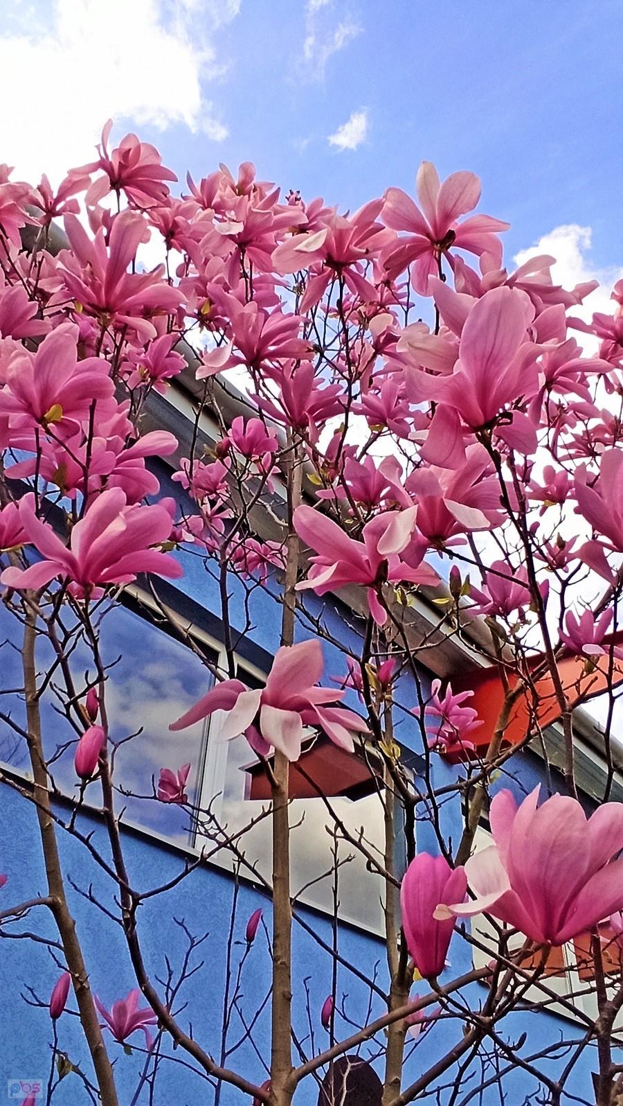 Przecudnej urody magnolia
