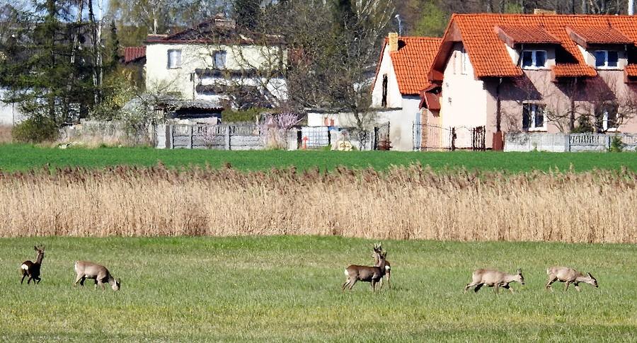 Tym sarnom widocznie dobrze żyje się obok ludzi. Brak ambon jest plusem dodatnim :)