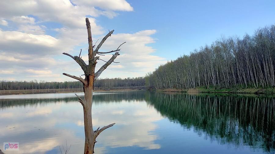 Martwy pień przy jeziorze