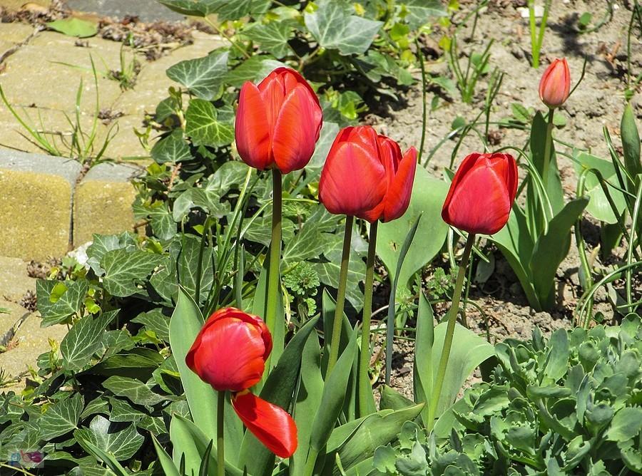 Błyszczące tulipany