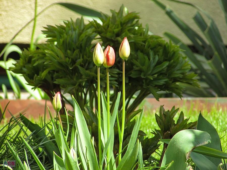 Wyprostowane tulipanki