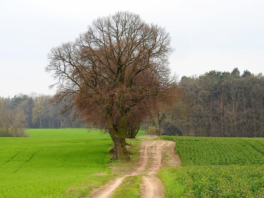 Polna droga w Lisówkach