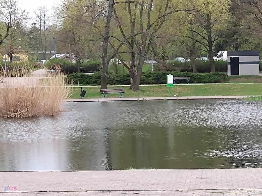Staw w parku Szymańskiego