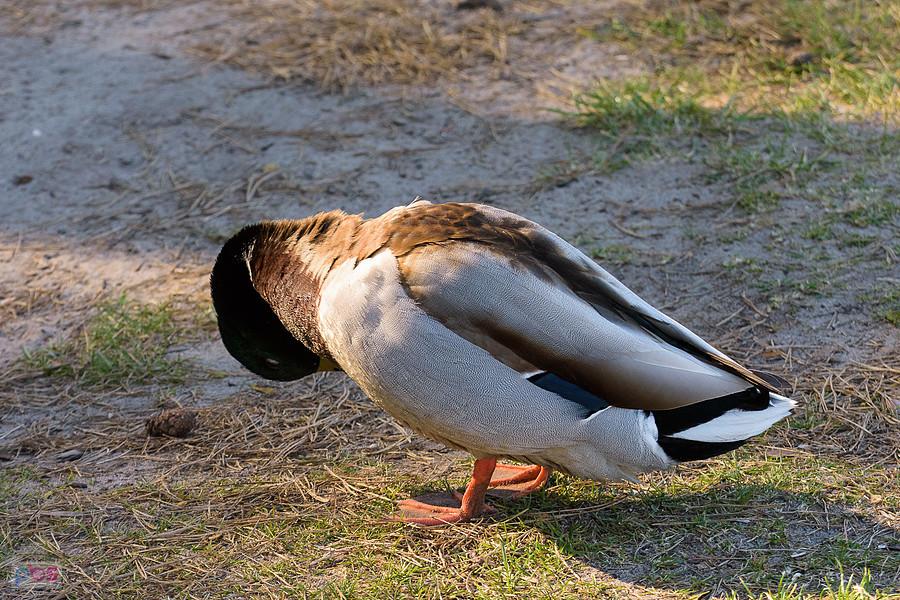 Ten już miał dość fotografowania