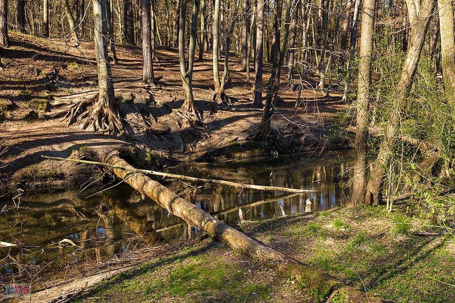 Wiercica w Złotym Potoku - rezerwat "Parkowe"