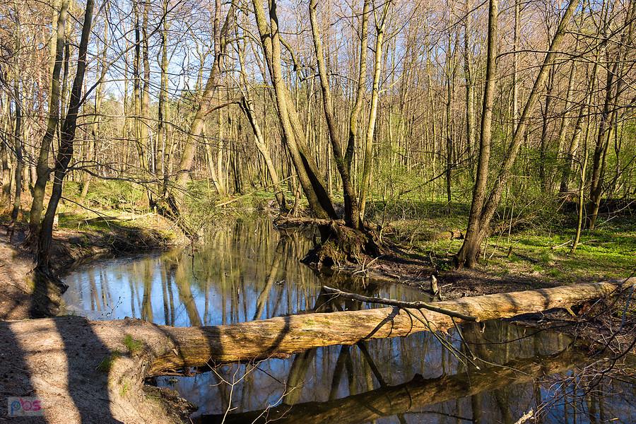 Wiercica w Złotym Potoku - rezerwat "Parkowe"