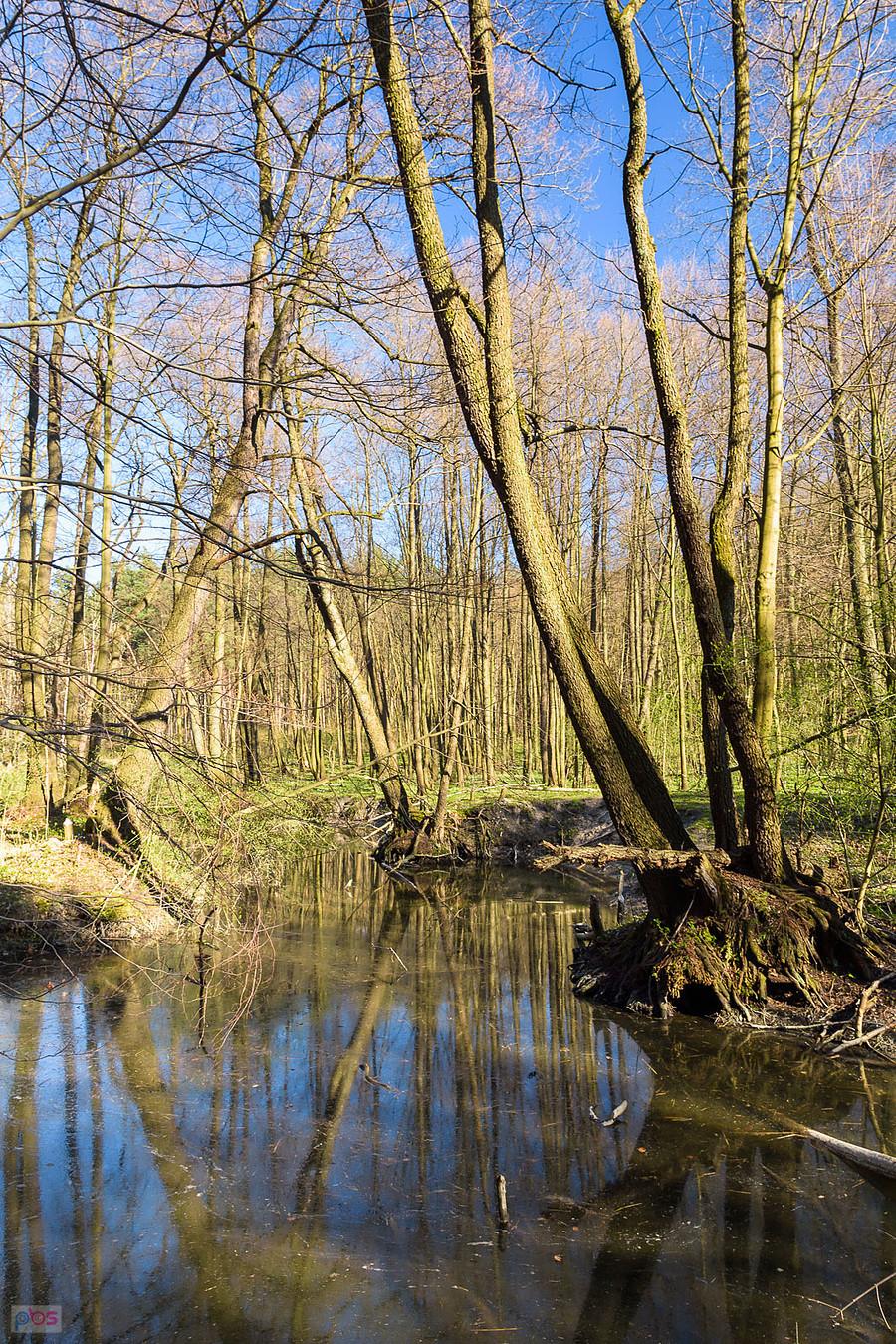 Wiercica w Złotym Potoku - rezerwat "Parkowe"