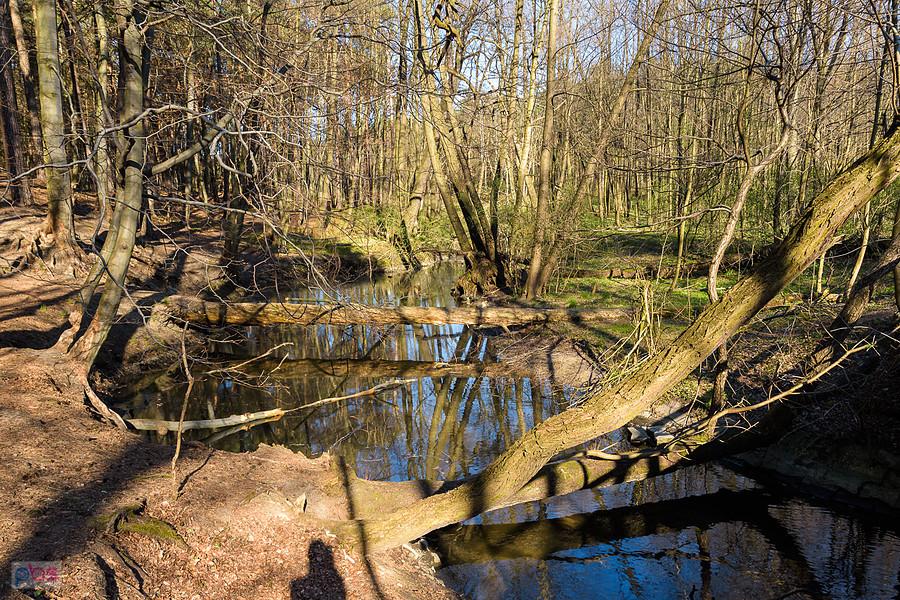 Wiercica w Złotym Potoku - rezerwat "Parkowe"