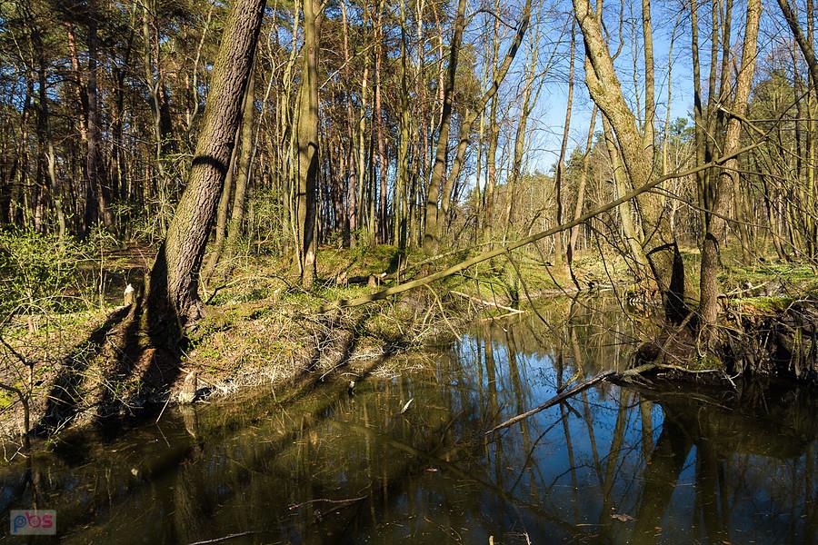 Wiercica w Złotym Potoku - rezerwat "Parkowe"