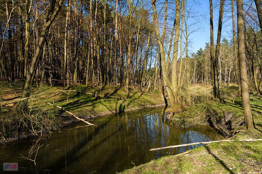 Wiercica w Złotym Potoku - rezerwat "Parkowe"