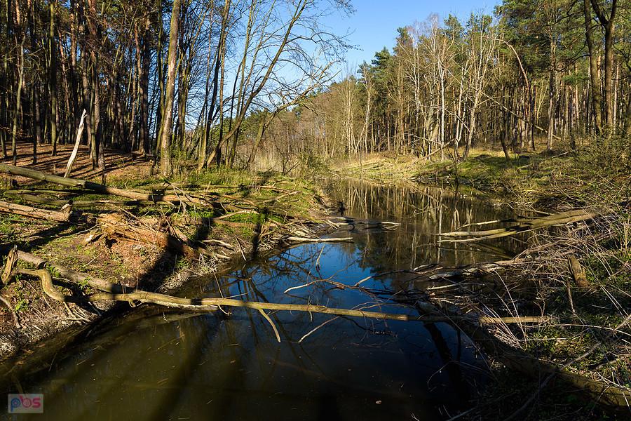 Wiercica w Złotym Potoku - rezerwat "Parkowe"