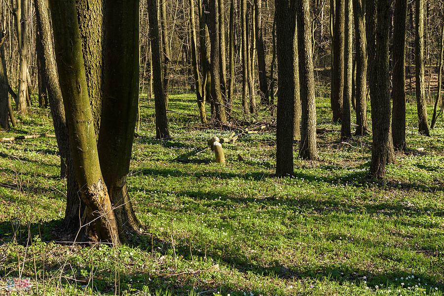 Rezerwat "Parkowe" w Złotym Potoku usłany zawilcami