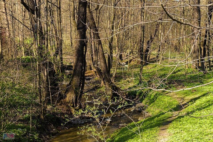 Rezerwat "Parkowe" w Złotym Potoku i rzeka Wiercica