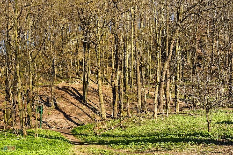 Rezerwat "Parkowe" w Złotym Potoku, spojrzenie w kierunku "Źródła Obozowego"
