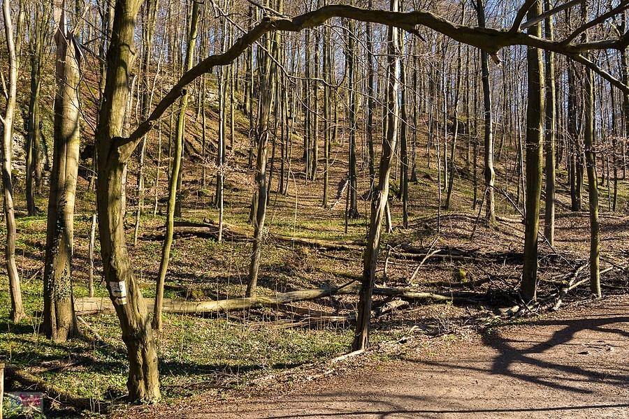 Rezerwat "Parkowe" w Złotym Potoku - nagie drzewa odsłaniają wapienne skały