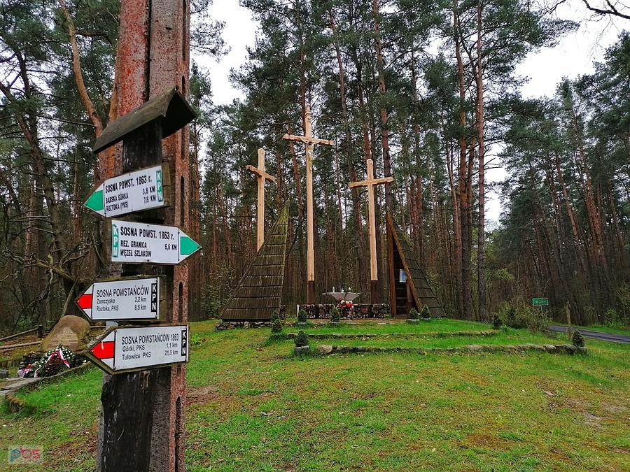 Miejsce pamięci powstania styczniowego. Sosna Powstańców.
