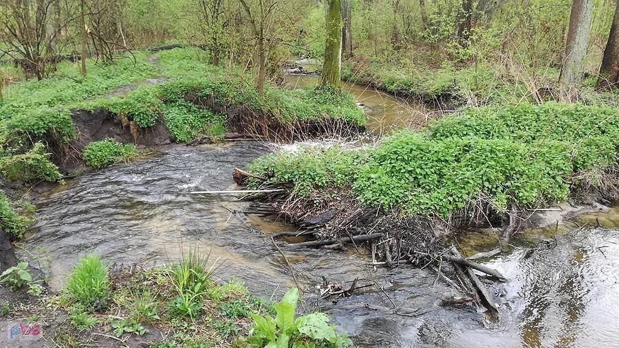 Kręty bieg Tarczynki, woda czysta jakby tak ją zarybić lipieniem i pstrągiem?