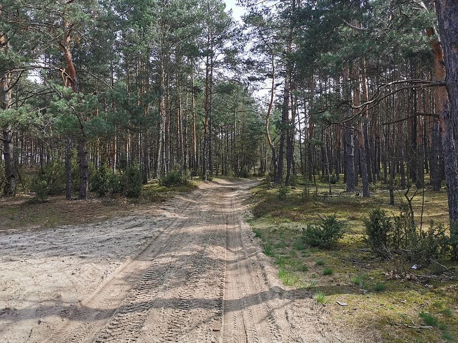 Leśna i piaszczysta