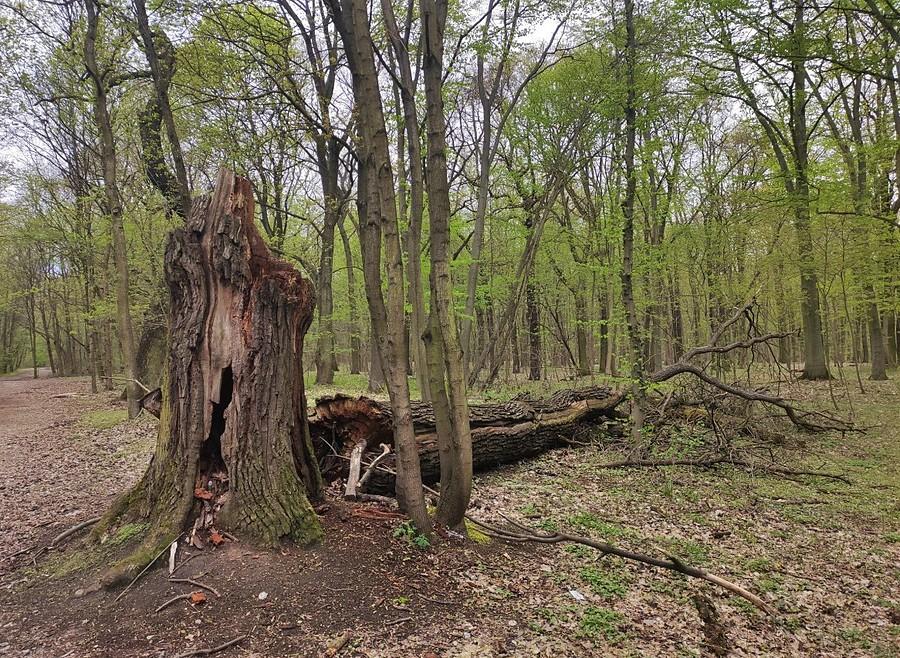 Upadły olbrzym. Ale przynajmniej dożył swych lat