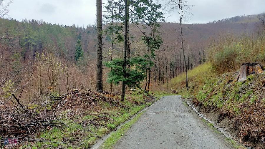 Leśna droga w dolinie