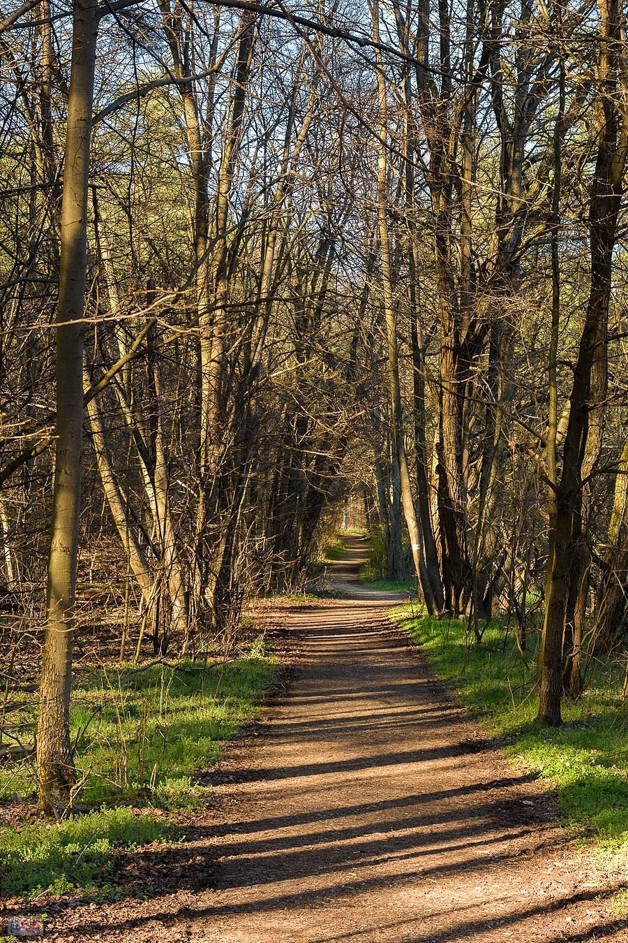 Ścieżka pieszo-rowerowa na wysokości stawów rybnych w Złotym Potoku - rezerwat "Parkowe".