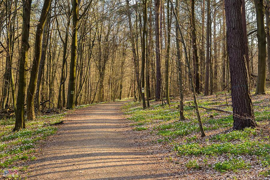 Zawilce kwitną - ścieżka na wysokości stawów rybnych w Złotym Potoku - rezerwat "Parkowe".