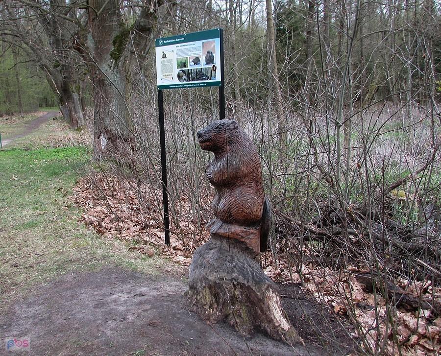 Bóbr - strażnik stawu