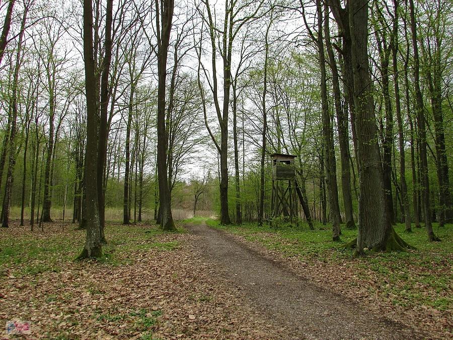Ambona obserwacyjna w lesie grądowym